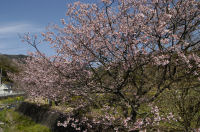 船田の桜 船田の桜