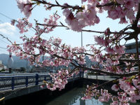 南川の桜