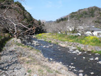 大沢温泉の桜 大沢温泉の桜