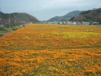 花畑 花畑