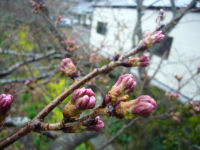 大沢の桜の蕾 大沢の桜の蕾