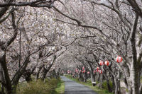 伏倉の桜