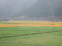 田んぼをつかった花畑 田んぼをつかった花畑