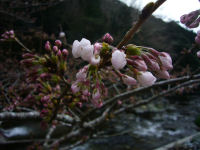 大沢桜 大沢桜