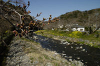 大沢温泉の桜