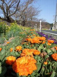 中村地区の花壇 中村地区の花壇