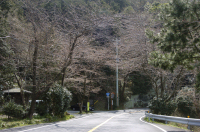 室岩洞付近にあるソメイヨシノ