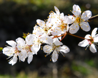 スモモの花