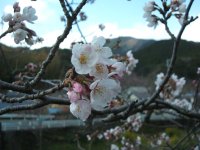 桜 桜