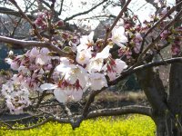 桜 桜