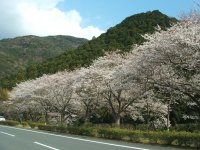桜 桜