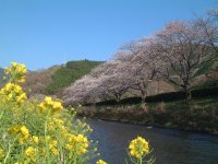 桜 桜