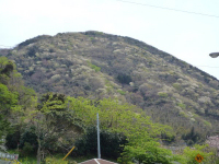 雲見見山の山桜