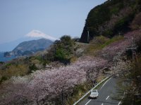 桜 桜