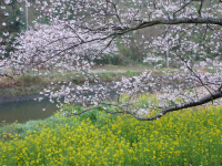 雨の桜並木