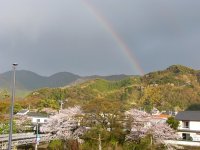 虹と桜