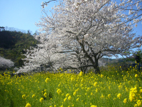 ソメイヨシノと菜の花