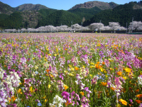 花畑 花畑