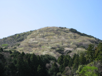 高通山桜 高通山桜