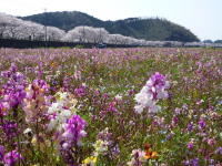 花畑 花畑
