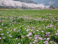 岩科川の桜 岩科川の桜
