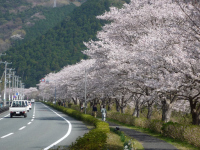 那賀川の桜 那賀川の桜