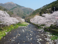 大沢温泉の桜 大沢温泉の桜