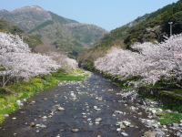 大沢温泉の桜