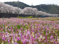 ツマシロヒナギク開花 ツマシロヒナギク開花
