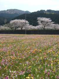 田んぼをつかった花畑と桜の競演