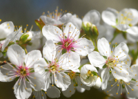 宮桜