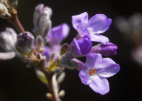 長寿桜 長寿桜