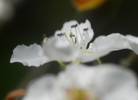 梨の花 梨の花