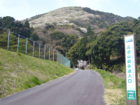 高通山桜 高通山桜
