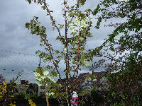 御衣黄桜 御衣黄桜