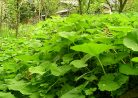 野蕗 野蕗