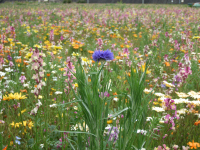 田んぼをつかった花畑の矢車草