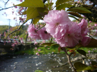 八重桜 八重桜