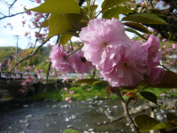 八重桜