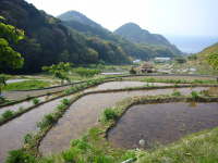 棚田 棚田
