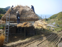 作業小屋藁葺き替え作業