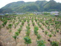 桜葉畑 桜葉畑