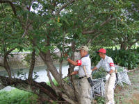 桜の枝打ち作業