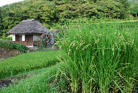 棚田 棚田