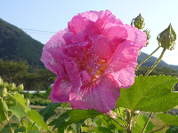 酔芙蓉 酔芙蓉
