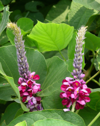 葛の花 葛の花