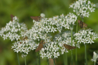にらの花 にらの花