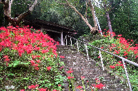 彼岸花 彼岸花