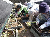 老人会花移植 老人会花移植