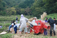 棚田脱穀作業